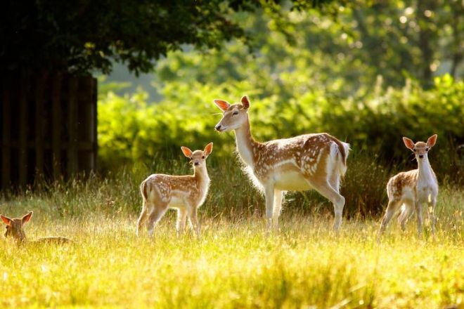 Local Packages 31 Deer Park