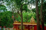 Japali